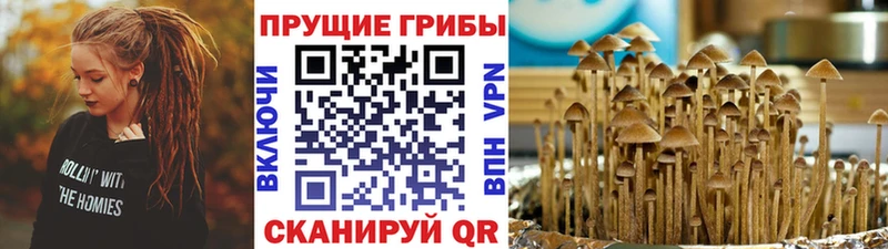 Псилоцибиновые грибы Psilocybe  цены   Полтавская 